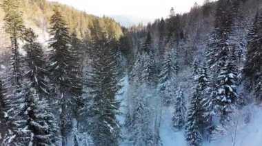 Kış Kozalaklı Karpatlar Ormanı 'nda, Karlı Dağlardaki Ağaçların Tepeleri' nin yakınında uçuyor.