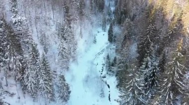 Karlı Dağlardaki Ağaçların Tepeleri 'nin yakınındaki Kış Kozalaklı Karpatlar Ormanı' nın hava manzarası.