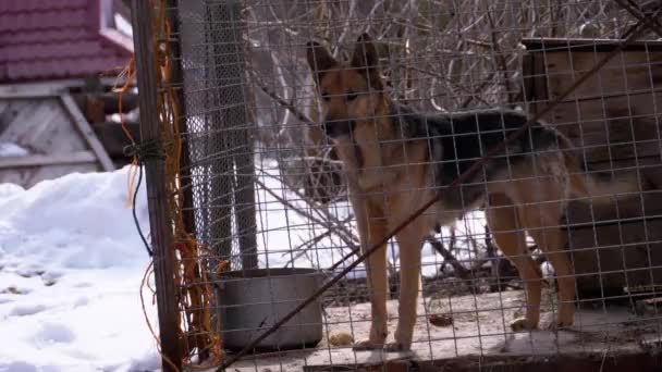 Cane da guardia in una gabbia nelle cortecce del cortile in inverno . — Video Stock