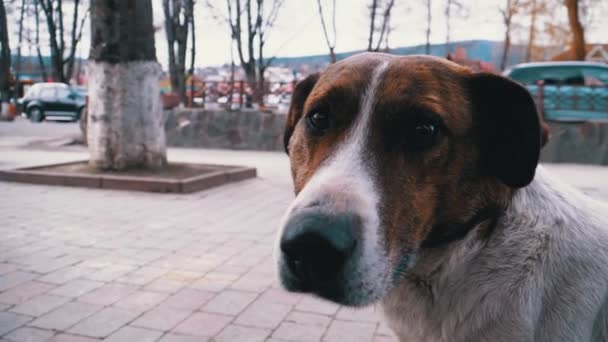 Bozal de un perro callejero triste con ojos tristes al aire libre en un parque de la ciudad. Moción lenta — Vídeo de stock