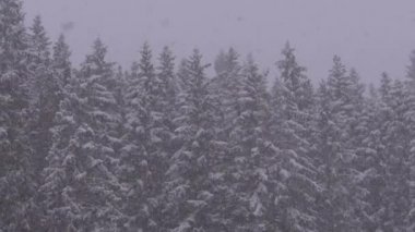 Winter Snowfall in the Mountain Pine Forest with Snowy Christmas Trees. Slow Motion.