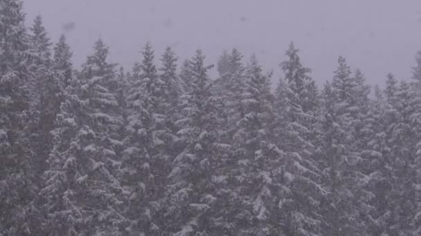 Winter Snowfall in the Mountain Pine Forest with Snowy Christmas Trees. Slow Motion. — 图库视频影像