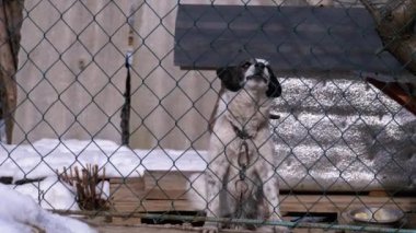 Guard Dog on a Chain Behind the Fence on the Backyard Barks at People in Winter.