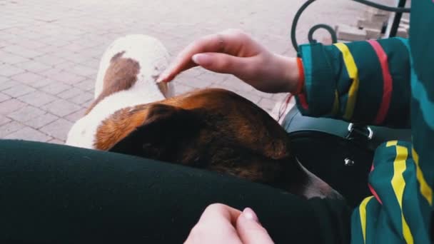 Chica acariciando perro callejero cerca de un banco en el parque de la ciudad. Triste hocico de perro — Vídeos de Stock
