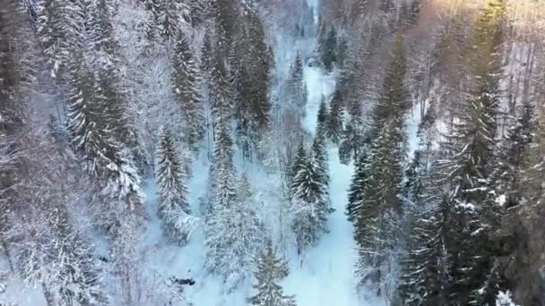 Vista aérea em passeio de carro na estrada nevada em uma floresta de coníferas de inverno — Vídeo de Stock