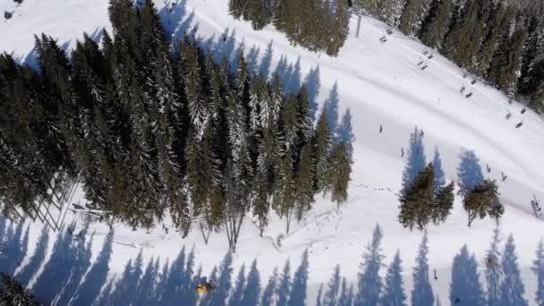 스키를 타는 사람들 과 스키를 타고 눈덮인 전나무 숲 속 스키 리조트에서 스키를 타는 사람들 — 비디오