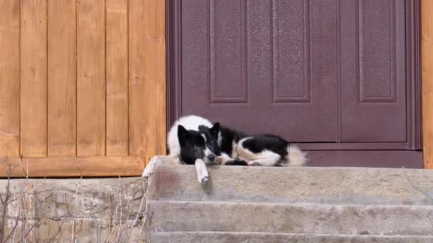 Köpek, Caddedeki evin ön kapısının eşiğinde yatıyor. — Stok video