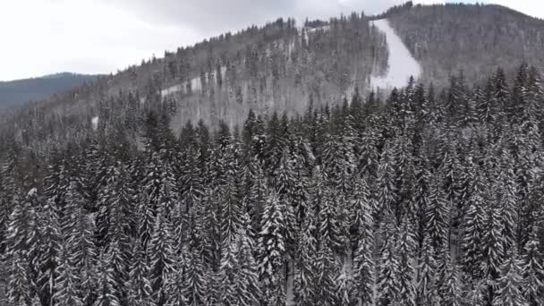 Flygfoto över High Carpathian gran och tallar i skogen på en snöig kulle. — Stockvideo