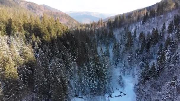 Flyger genom Vinterbarrskogen nära trädtopparna i de snöiga bergen — Stockvideo