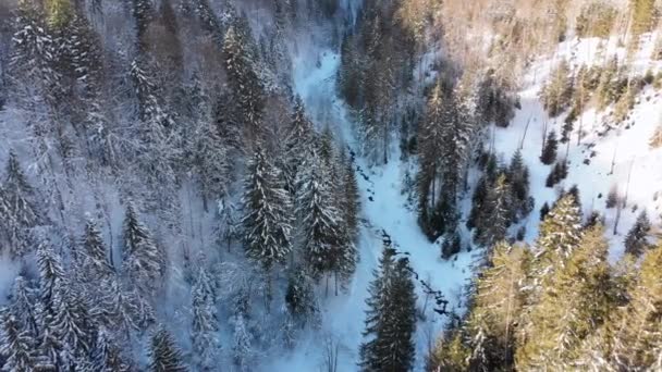 눈덮인 산에 있는 나무 꼭대기 근처의 겨울을 날고 있는 카르파티아 숲 — 비디오