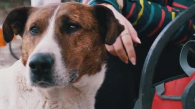 Girl Stroking a Homeless Dog near a Bench in the City Park. Sad Dog Muzzle