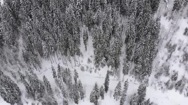 Veduta aerea di abete rosso dei Carpazi e pini nella foresta su una collina innevata . — Video Stock