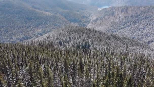 Sobrevolando el paisaje Bosque de picea nevada en la cima de las montañas de los Cárpatos nevados — Vídeo de stock