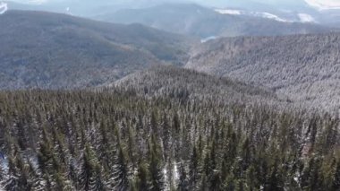 Karlı Karpatlar Dağları 'nın tepesindeki Karlı Orman üzerinde uçuyor