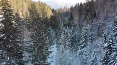 Karlı Dağlardaki Ağaçların Tepeleri 'nin yakınındaki Kış Kozalaklı Karpatlar Ormanı' nın hava manzarası.