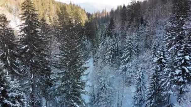 Vista aérea del bosque de coníferas de invierno cerca de las copas de los árboles en las montañas nevadas . — Vídeo de stock