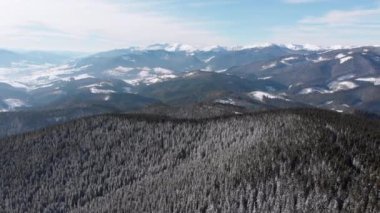 Flying over Landscape Snowy Spruce Forest on Top of Snowy Carpathians Mountains