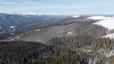 Flying over Landscape Snowy Spruce Forest on Top of Snowy Carpathians Mountains