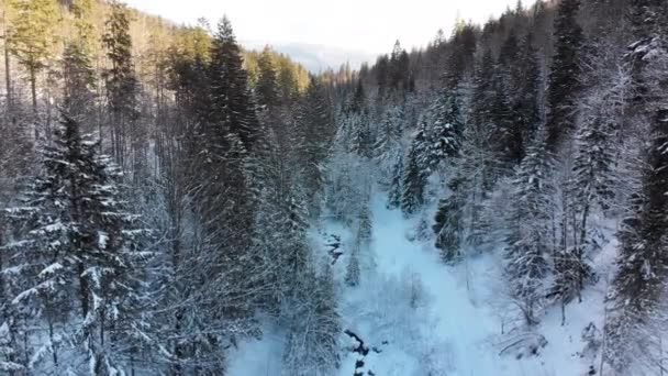 Nahe den Baumwipfeln in den verschneiten Bergen durch den winterlichen Nadelwald fliegen — Stockvideo