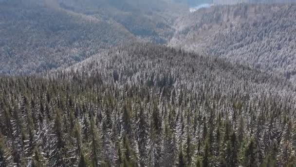 Sobrevolando el paisaje Bosque de picea nevada en la cima de las montañas de los Cárpatos nevados — Vídeo de stock