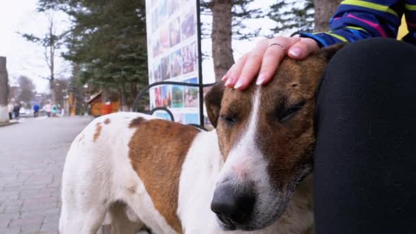 Chica acariciando perro callejero cerca de un banco en el parque de la ciudad. Triste hocico de perro — Vídeos de Stock
