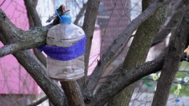 Plastik bir şişeden ev yapımı kuş evi. Baharda içinde serçe olan bir ağaç.