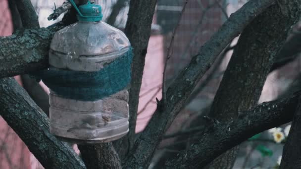 Zelfgemaakte Vogelhuis van een Plastic Fles met een mus binnenin op een boom in het voorjaar — Stockvideo