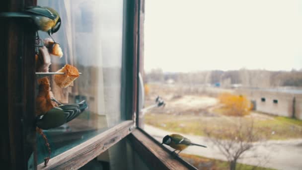 La mésange des oiseaux mange du pain et du saindoux sur une ill de fenêtre en bois. Mouvement lent — Video