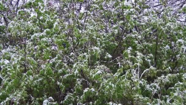 Nieve va y tormenta de nieve barre los árboles verdes en abril, el ciclón del norte . — Vídeos de Stock