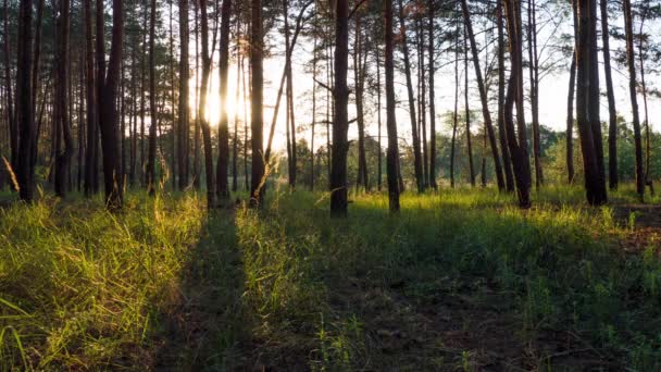 Západ slunce v lese přes Stromy. Včasná. — Stock video