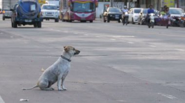 Başıboş Köpek Otomobiller ve Motorsikletlerle Yolda Oturuyor. Asya, Tayland