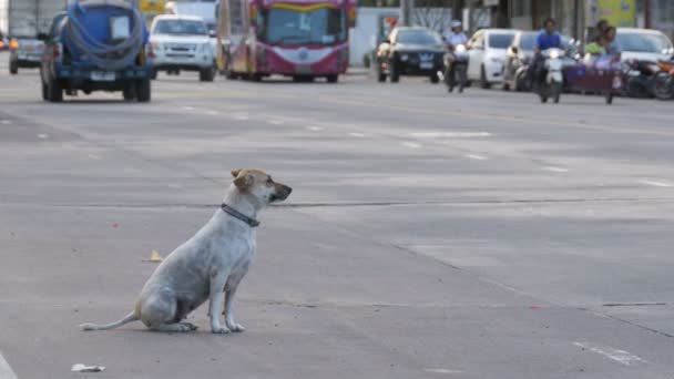 Zbloudilý pes sedí na silnici s projíždějícími auty a motocykly. Asie, Thajsko — Stock video