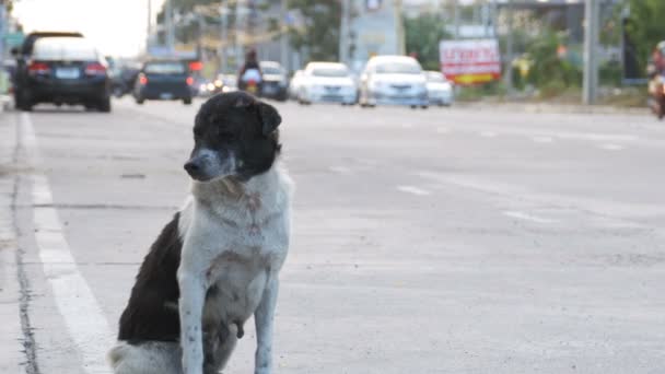 Бездомная собака сидит на городской дороге с проезжающими автомобилями и мотоциклами. Азия, Таиланд — стоковое видео