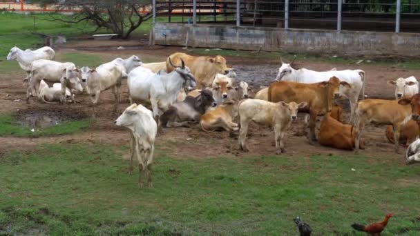 Thai tehéncsorda legel egy mocskos legelőn Ázsiában. Nyílt tehénfarm. Thaiföld. — Stock videók