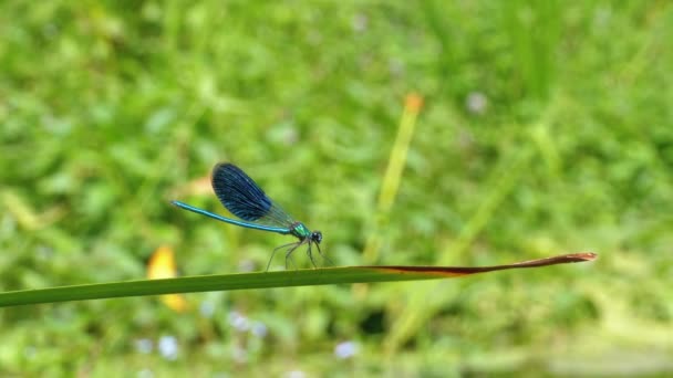 libellule avec des ailes bleues assis sur une branche sur un fond de la rivière