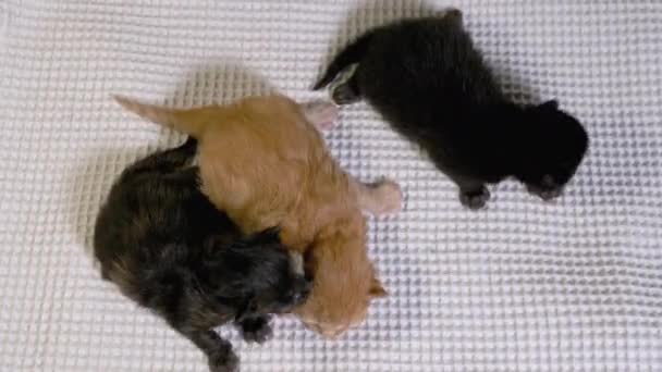 Tres recién nacidos ciegos pequeños gatitos negros y rojos arrastrándose sobre un fondo blanco — Vídeos de Stock