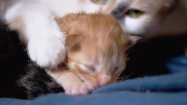 哺乳的母猫抱着一只瞎眼的新生生姜猫.可爱的猫家庭 — 图库视频影像