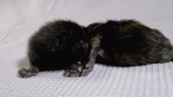 Neugeborene blinde kleine schwarze Kätzchen krabbeln auf weißem Hintergrund. Zwei Tage alt, — Stockvideo