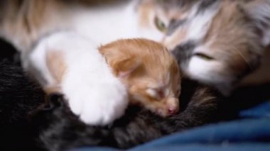 Anne Kedi Bakıcısı Kör Yeni Doğmuş Zencefil Yavrusuna Kucaklıyor. Şirin Kedi Ailesi