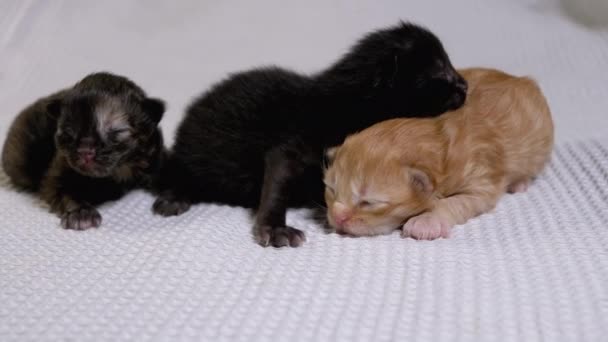 Drei neugeborene blinde kleine schwarze und rote Kätzchen krabbeln auf weißem Hintergrund — Stockvideo