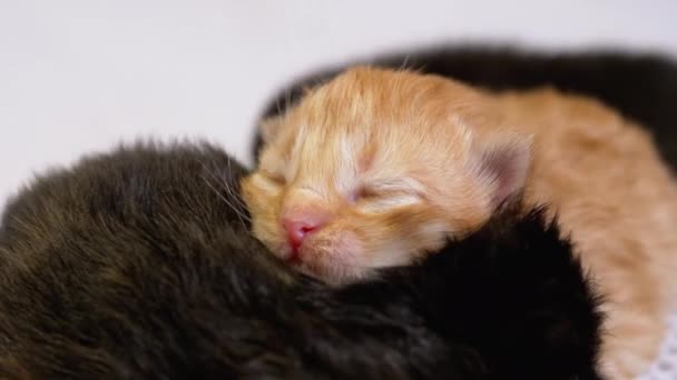 Tres recién nacidos ciegos pequeños gatitos negros y rojos arrastrándose sobre un fondo blanco — Vídeo de stock