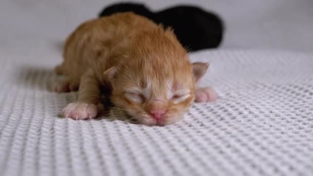 Le nouveau-né aveugle petit chaton rouge rampe sur un fond blanc. Âgé de deux jours — Video