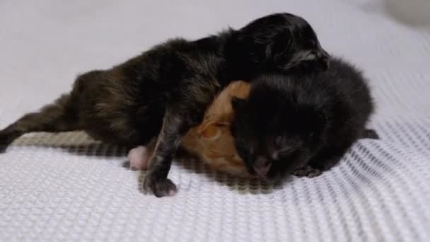 Três gatinhos negros e vermelhos cegos recém-nascidos rastejando em um fundo branco — Vídeo de Stock