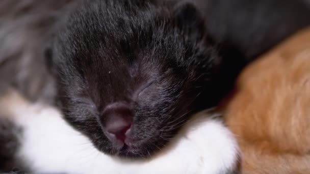 Новорожденный Черный Слепой Котёнок шипит с закрытыми глазами на кормящей матери-кошке — стоковое видео