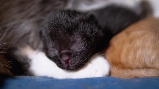 Yeni doğmuş Siyah Kör Kedi Yavrusu Gözleri Kapalı Tıslıyor Bakıcı Anne Kediye Yalanlar — Stok video