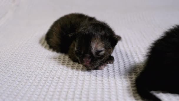 Pasgeboren blinde kleine zwarte katjes kruipen op een witte achtergrond. Twee dagen oud, — Stockvideo