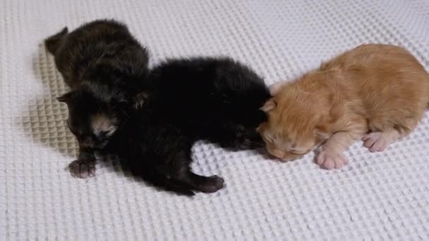Drie pasgeboren blinde kleine zwarte en rode katjes kruipen op een witte achtergrond — Stockvideo