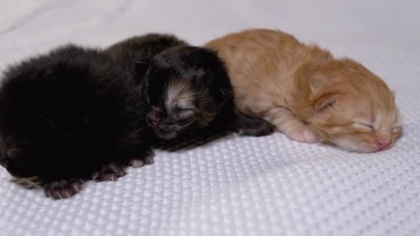 Tres recién nacidos ciegos pequeños gatitos negros y rojos arrastrándose sobre un fondo blanco — Vídeos de Stock
