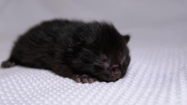 El pequeño gatito negro ciego recién nacido se arrastra sobre un fondo blanco. Dos días de edad — Vídeos de Stock