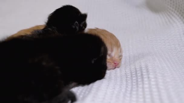 Três gatinhos negros e vermelhos cegos recém-nascidos rastejando em um fundo branco — Vídeo de Stock